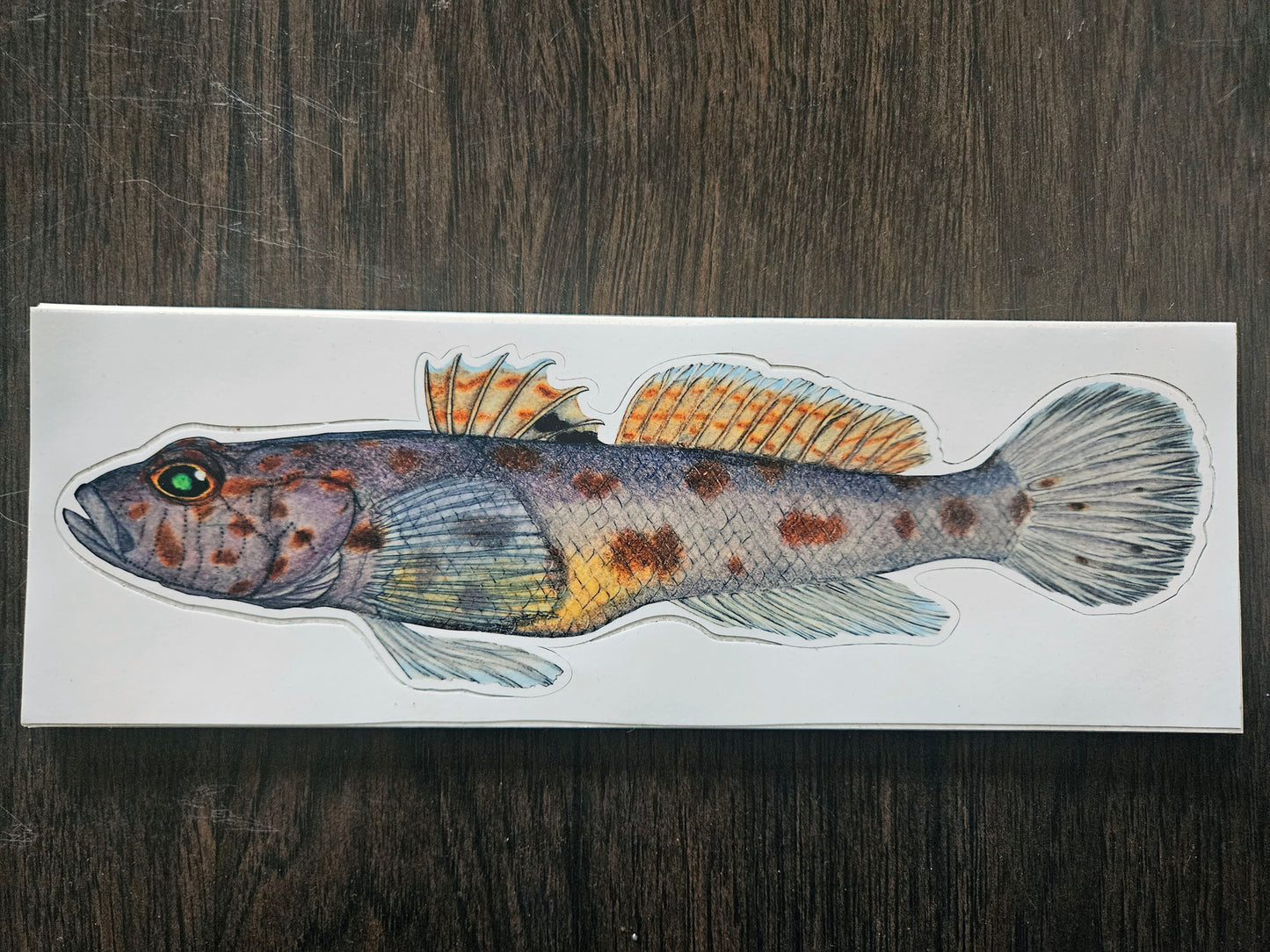 boatsticker / leopard-spotted goby