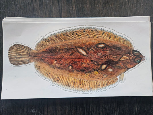 boatsticker / lemon sole