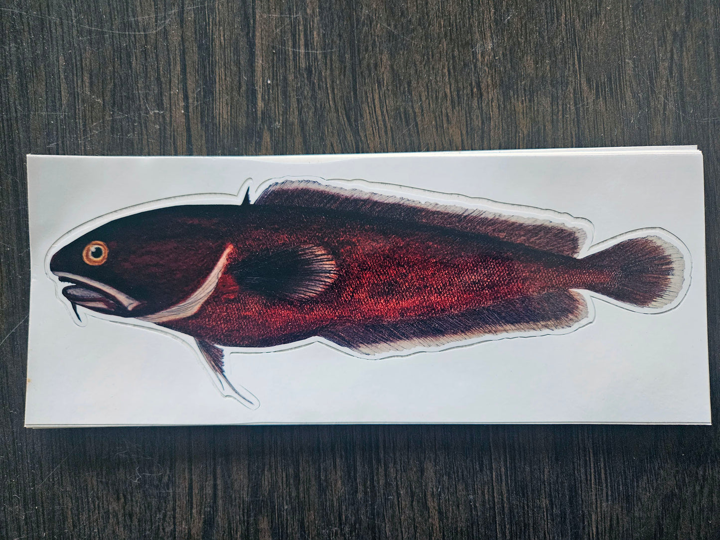 boatsticker / tadpole fish