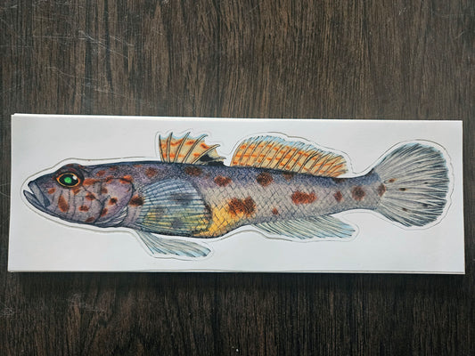 boatsticker / leopard-spotted goby