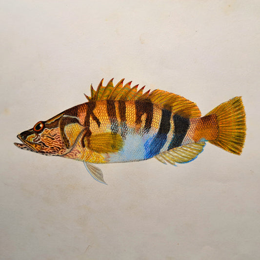 Painted comber (Serranus scriba) / Original artwork