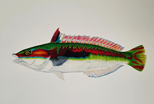 Mediterranean rainbow wrasse (Coris julis) / single print