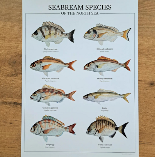 Fish poster / Seabream species of the North sea