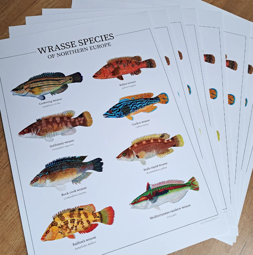 Fish poster / Wrasse species of Northern Europe