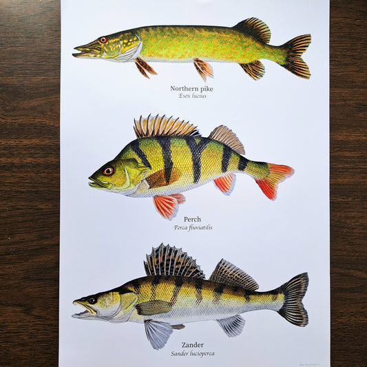 Fish poster / Popular predators of Europe