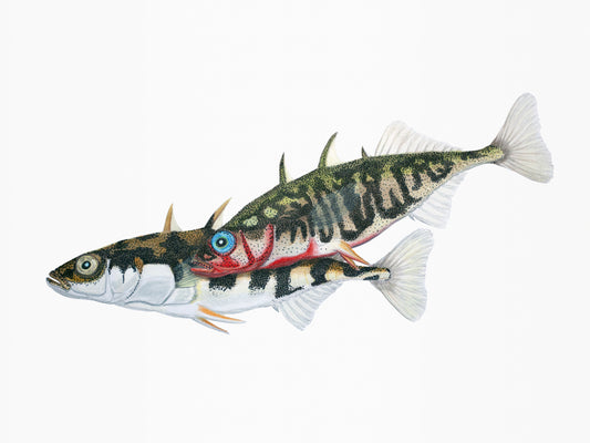 Sticklebacks in love / print